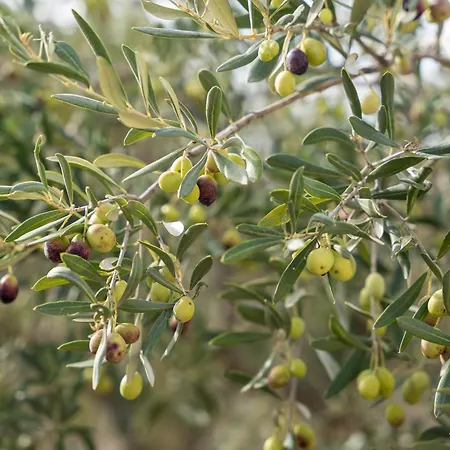 Ferienhaus Totale Relax *